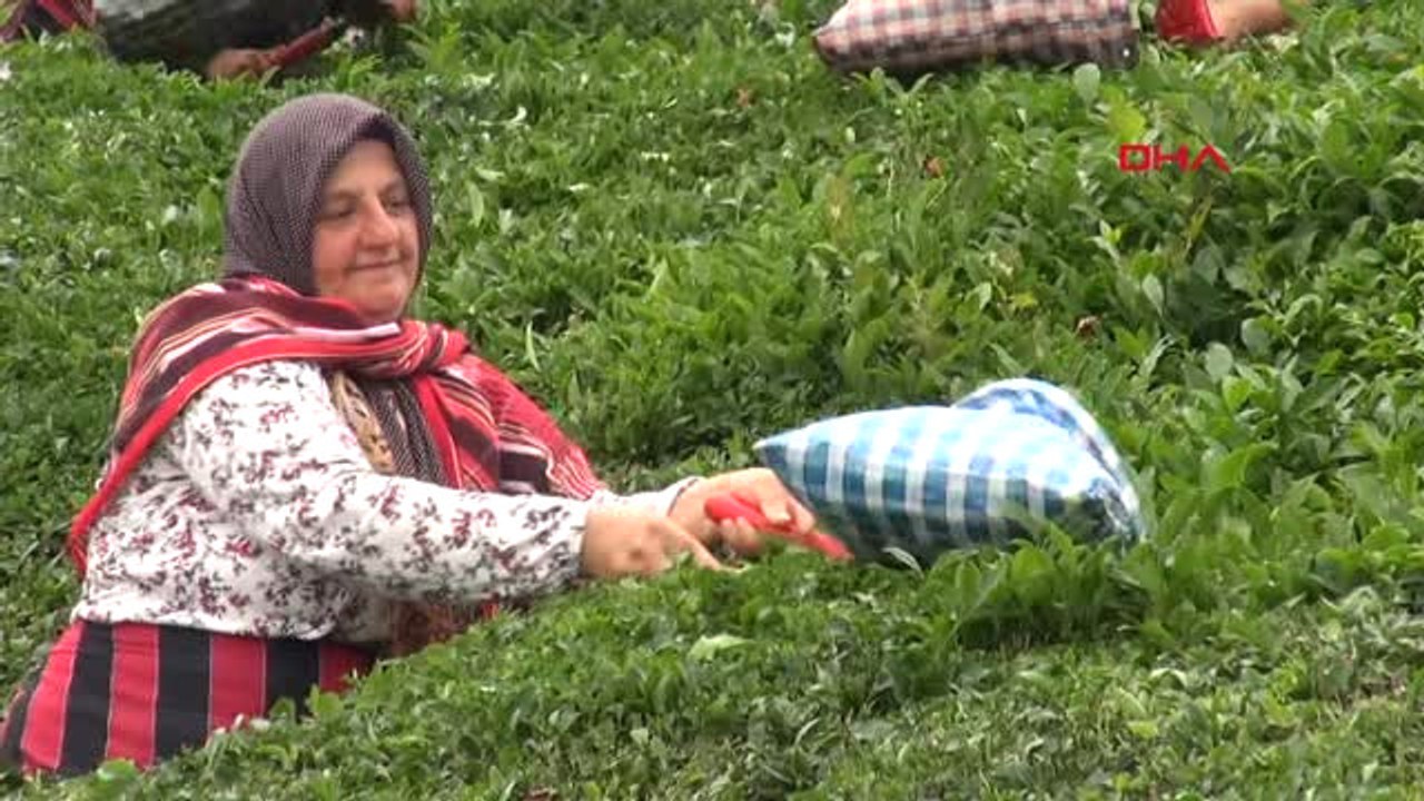 Rize Ziraat Odası, Yaş Çay Fiyatının 2 Lira 60 Kuruş Olmasını İstedi