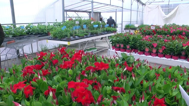 Alpes de Haute Provence : la peipinière Marrou de Volonne en fleurs