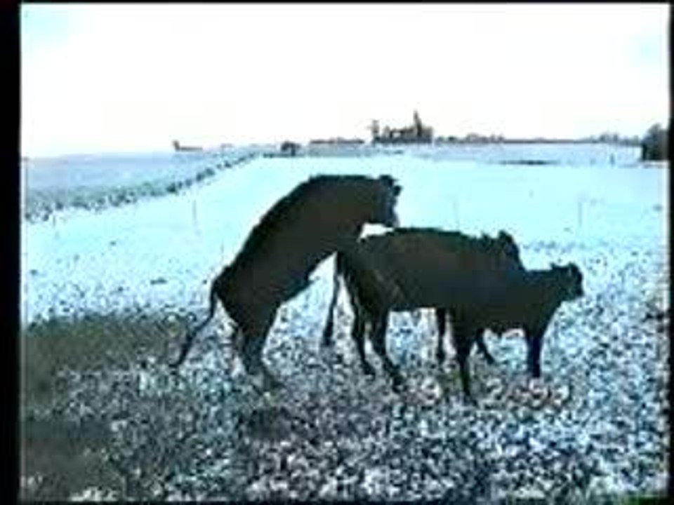 La baise casse-gueule