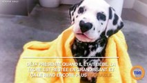 Un petit dalmatien qui a une tache adorable sur la truffe