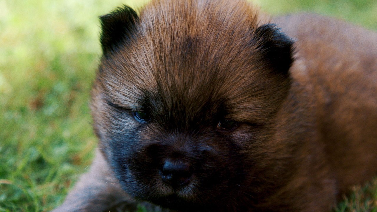 The Chow Chow Puppy Handler
