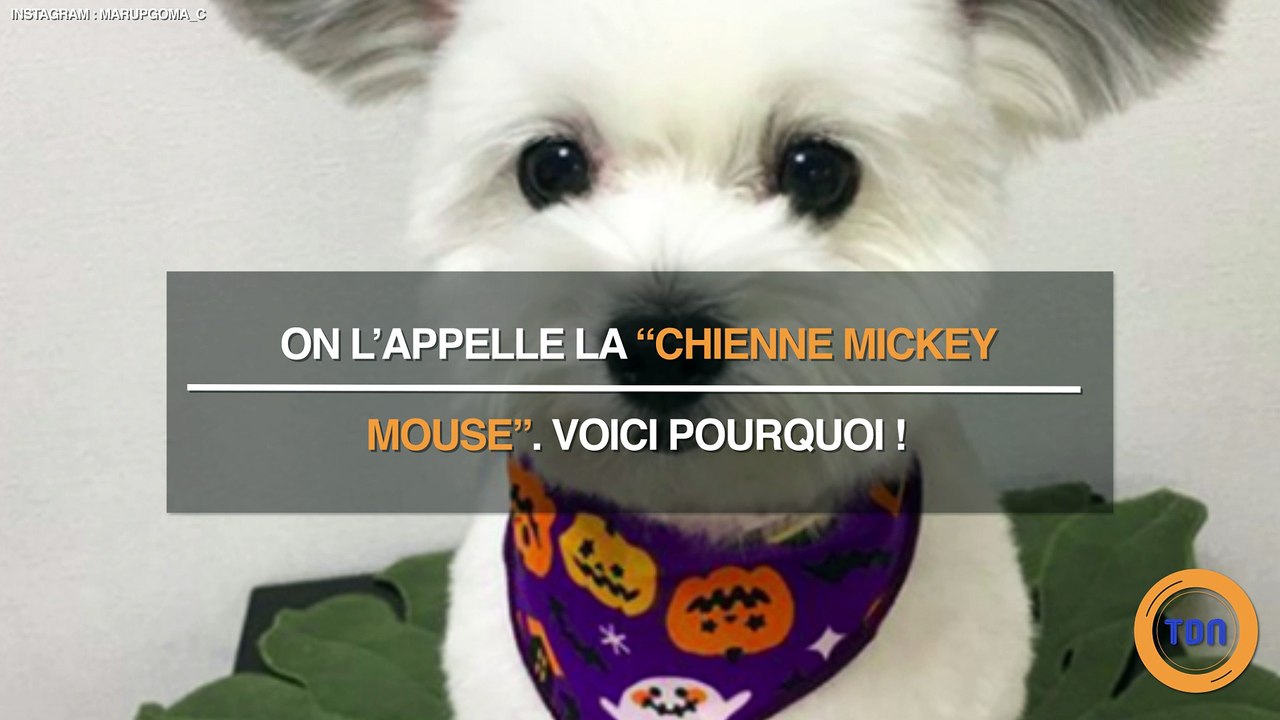 La chienne Mickey