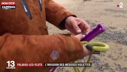 Des milliers de méduses violettes envahissent la plage de Palavas-les-Flots (vidéo)