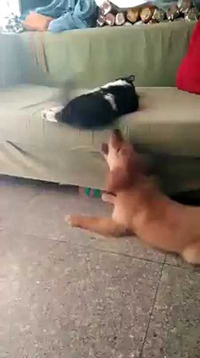 cat vs dog