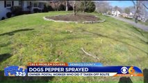 Mail Carrier Accused of Pepper Spraying Neighborhood Dogs