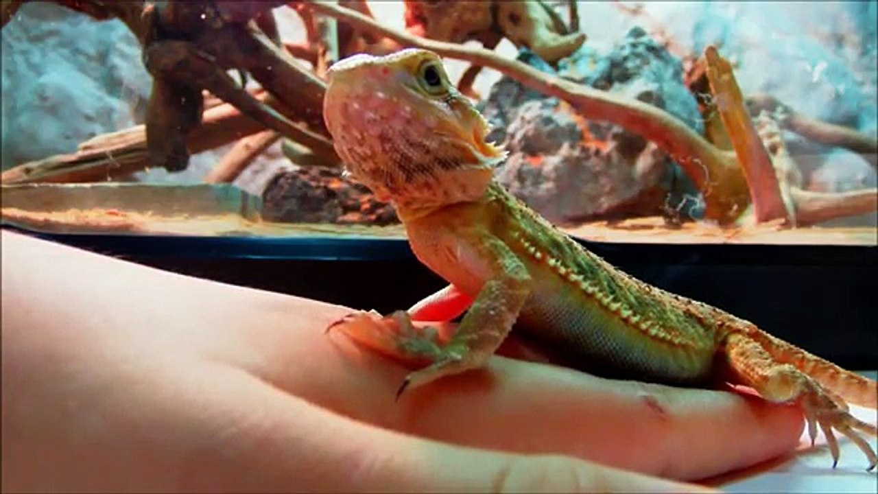 Which pet lizard is better for you? Bearded Dragon or Leopard Gecko(Old Vid)