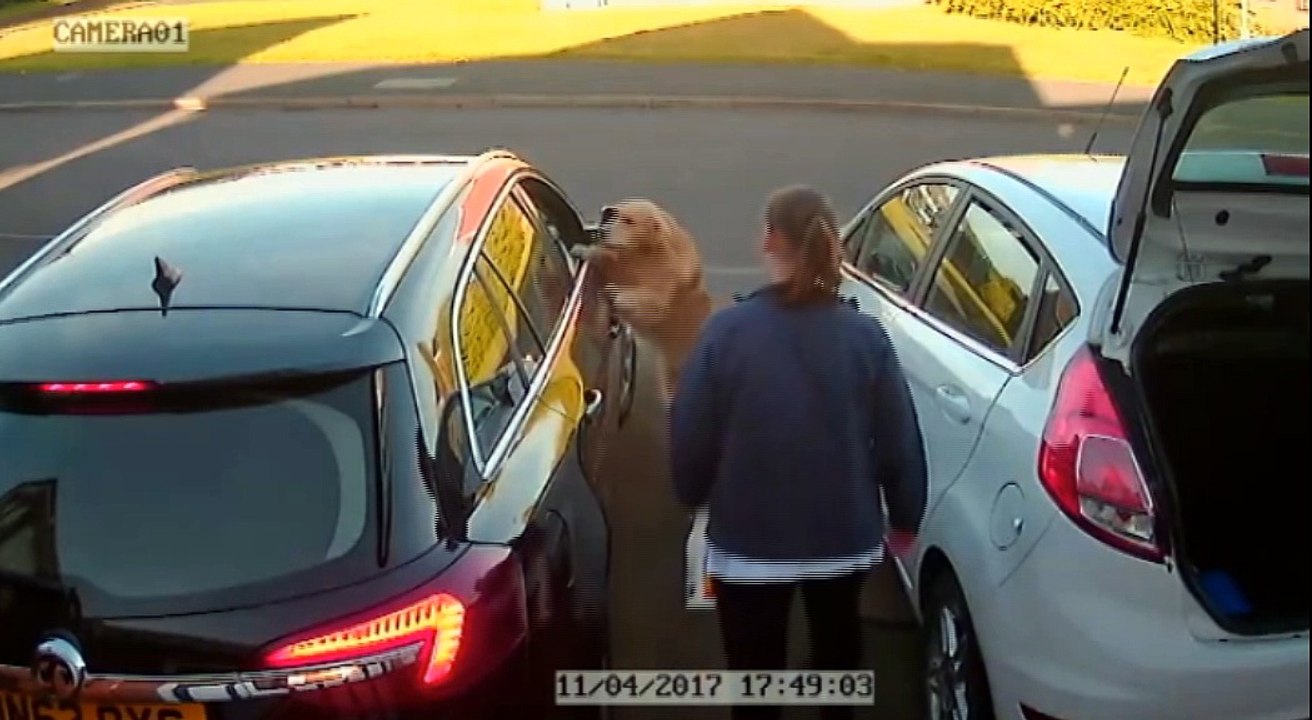 The Best Pet Videos!