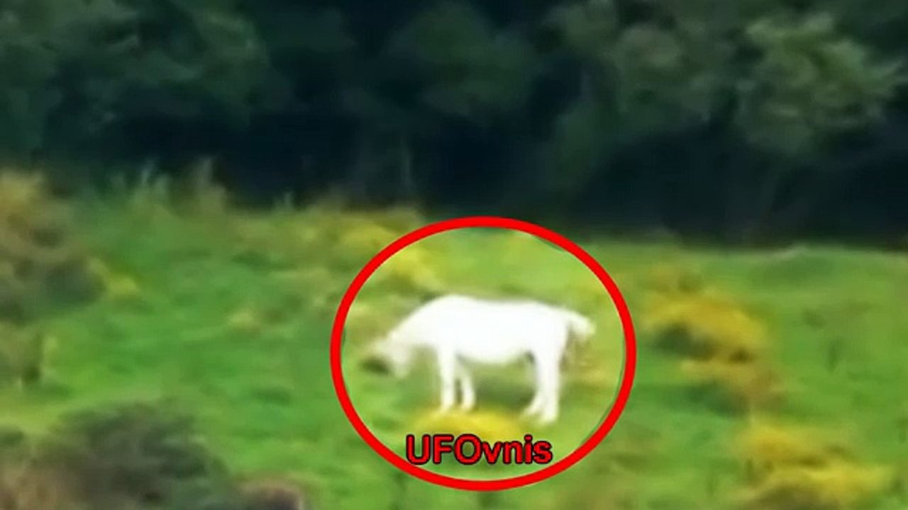 10 Criaturas o Monstruos más increíbles y misteriosos captados en cámaras !