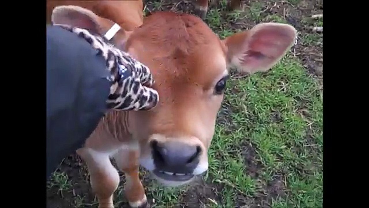 How We Set Up Living and Feeding Quarters for Jersey Bull Calves