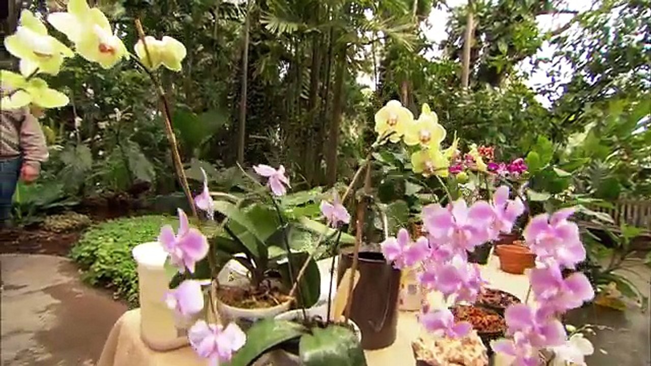 How to Grow and Care for Orchids