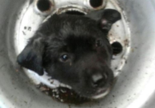 Texas Puppy Rescued After Head Gets Stuck in Wheel