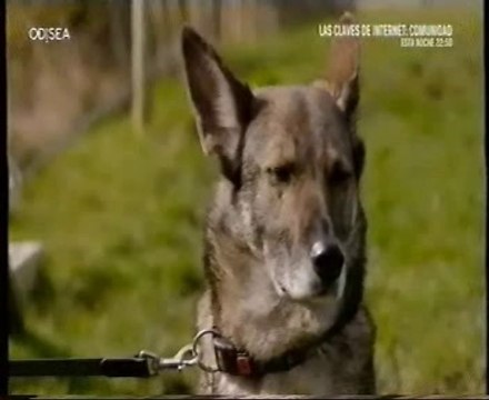 Perros inteligentes (Ellie): Solucion de problemas