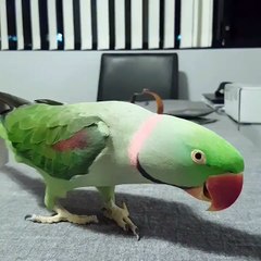 Parakeet Enjoys Brush Massage