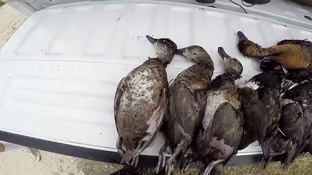 10 DUCKS in 10 MINUTES!!
