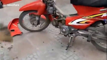 Men catch snake hiding in motorbike