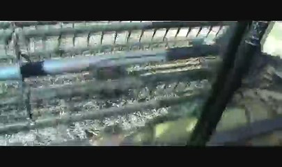 Cutting soybeans