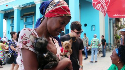 Perros y gatos sobreviven por la solidaridad de grupos protectores
