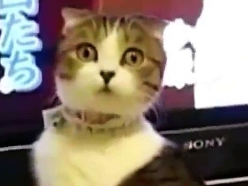 Funny Animals