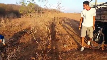 Guilherme, o pesti di minino, encontrou um filhote de jumento.... olha o que ele aprontou.....kkkkk