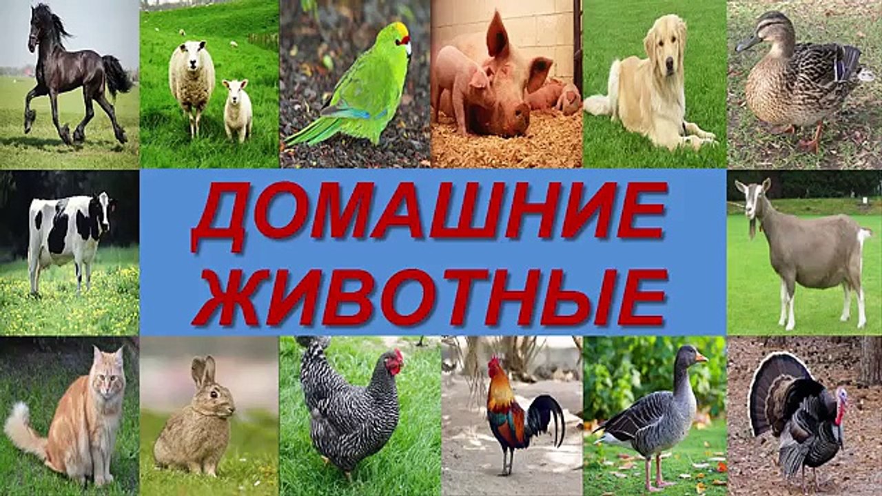 ГОЛОСА ДОМАШНИХ ЖИВОТНЫХ ДЛЯ ДЕТЕЙ