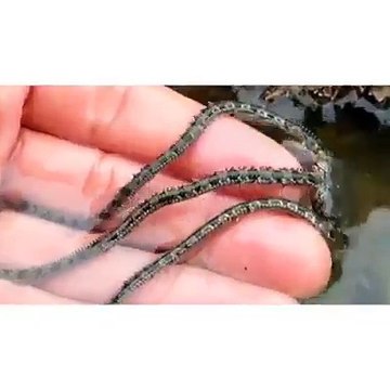 Mais quelle est cette étrange créature, entre le poulpe et la méduse