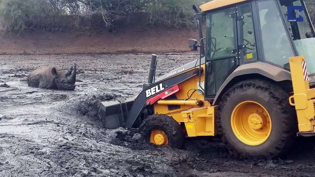 Ils tentent de sauver un rhinocéros piégé dans la boue en utilisant une pelleteuse