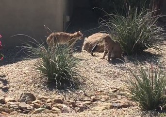 Arizona Bobcats Appear to Face Off in Tense Battle, Experts Say They're Probably Mating