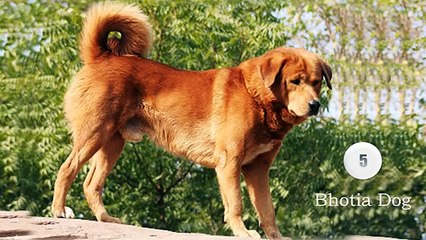 Top 10 Most Dangerous strong and deadly Indian dogs
