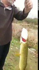 Turna Balığını Elinden Kaçıran Dayı