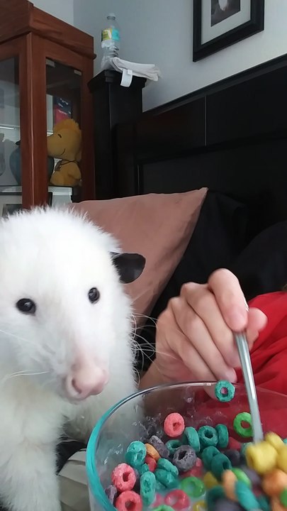 Pet Possum Eats Cereal