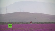 Inesperado fenómeno en Chile: desierto más árido del mundo se cubre de flores