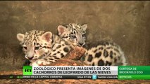 El zoológico de Chicago presenta imágenes de dos cachorros de leopardo de las nieves
