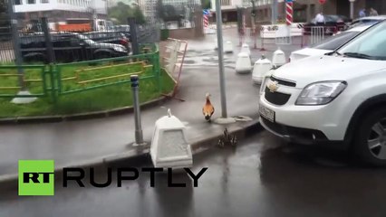 Una pata dirige a sus 5 patitos hacia la sede del Gobierno de Rusia