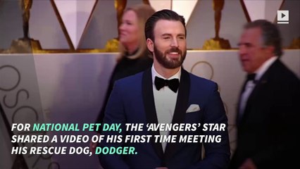 Chris Evans Tweets Video of Moment He Met His Rescue Dog