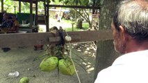 با شادیهای کارگر معرفی شوید در مالیزیا شادیها آموزش میبینند که به شیوهء درست میوه بچینند. آنها به راحتی به بلند ترین شاخه های درختهای ناریال بالا میشوند و حاصل
