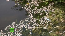 Masiva mortandad de peces en un lago en Brasil