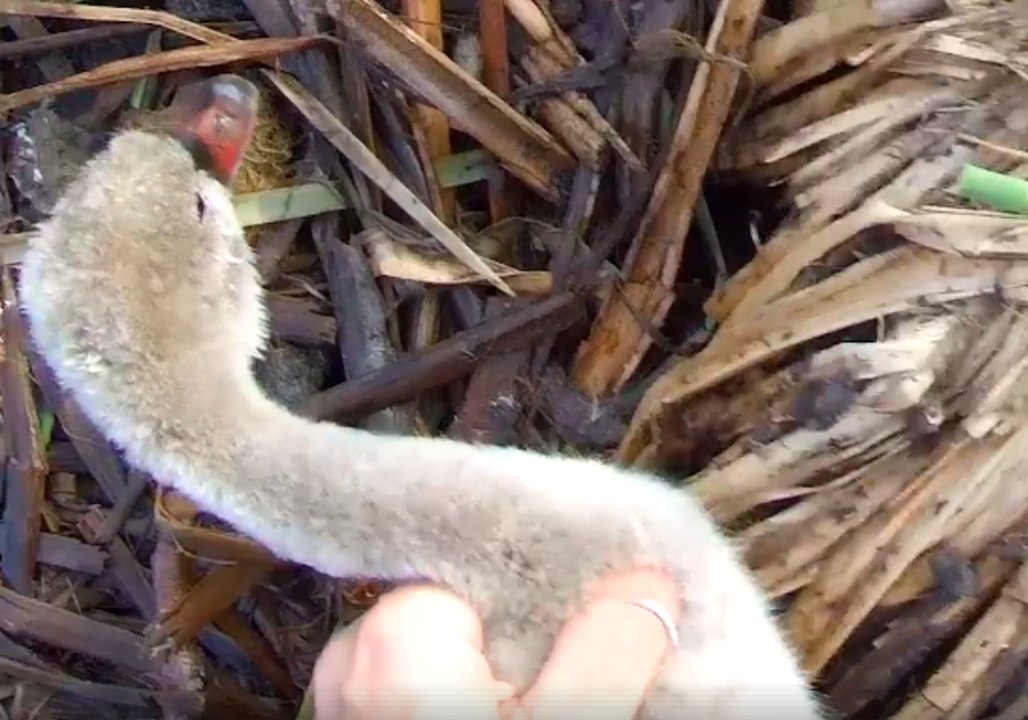 Park Ranger Rescues Baby Swan Trapped by Fishing Wire