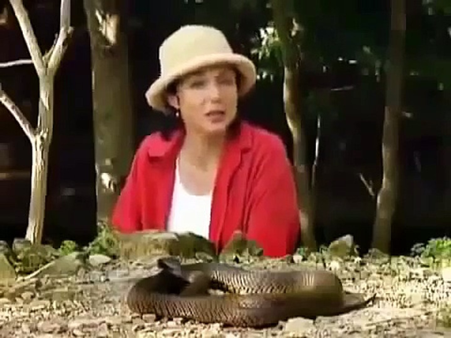 Snake Documentary ► Animal Weapons - Chemical Warfare (Full Documentary)