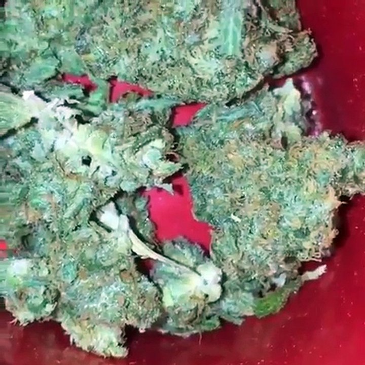 buy cannabis seeds online, https://mariguanaheadshop.com/, buy cannabis seeds online with credit card,  buy marijuana seeds online, buy weed seeds online, buy seeds online,  where to buy cannabis seeds near me, cannabis seeds for sale