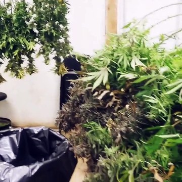 buy medical marijuana online, medical marijuana for sale, mariguanaheadshop.com, medical marijuana for cancer, buy cannabis online, buy medical marijuana for pain