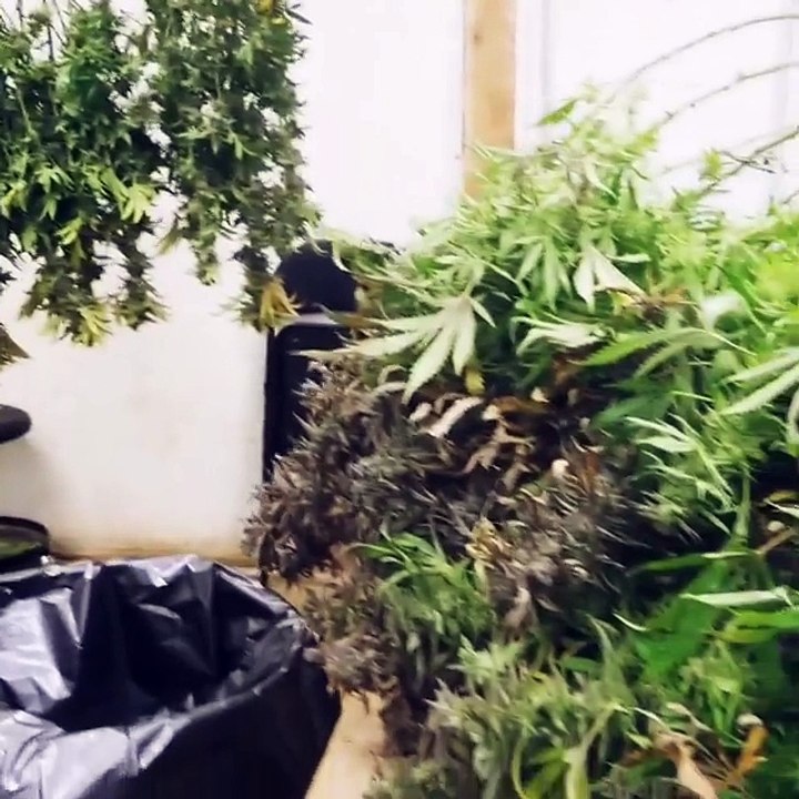 buy medical marijuana online,  medical marijuana for sale, www.mariguanaheadshop.com,  medical marijuana for cancer,  buy cannabis online, buy medical marijuana for pain