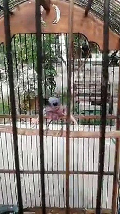 16 Pássarinho Bom não tem frescura
