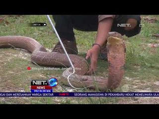 Mahasiswa Pelihara King Kobra -NET24