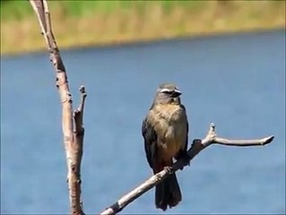 22 trinca ferro cantando lindo na natureza