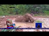Winggo Seekor Gajah Terjebak Di Lumpur Dalam -NET12