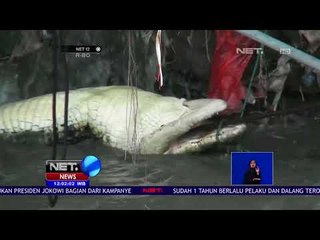 Buaya Kabur Dari Kandang, Warga Heboh  -NET12