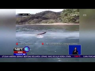 Video Viral, Oknum Paksa Komodo Berenang -NET12
