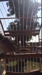 40 Trinca Ferro sem frescura metendo no close da filmadora