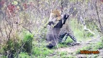 Most Amazing WIld animal Attacks #24- Fastest Attack of Lion,Leopard,Cheetah