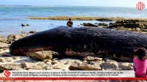 Kilos Upon Kilos Of Plastic Found In Sperm Whale's Tummy